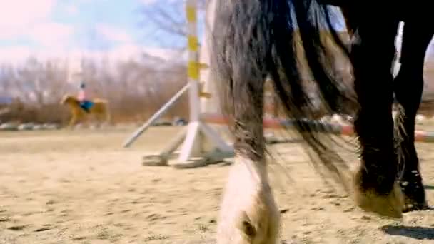 Largo tiro seguimiento de cascos de caballo en foco mientras arar a través de galopar — Vídeos de Stock