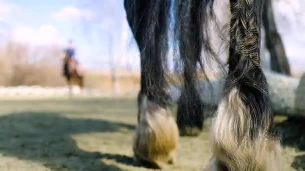 Lange schot tracking van paardenhoeven in focus tijdens het ploegen door galopperen — Stockvideo