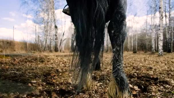 Tracciamento a tiro lungo di zoccoli di cavallo a fuoco mentre aratro attraverso galoppo — Video Stock