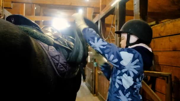 Chica cuelga una silla de montar en un caballo. Jockey prepara yegua para el entrenamiento en el establo . — Vídeo de stock