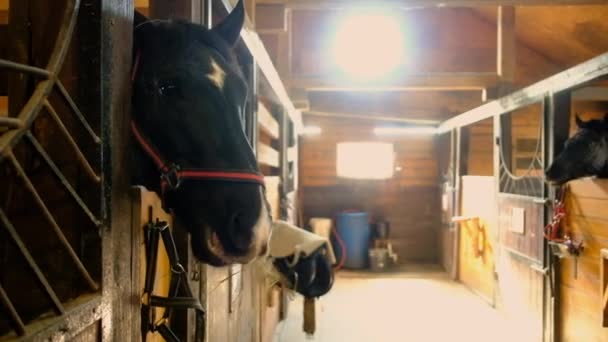 Horse in the stable. Chewing hay. mare on vacation. horse racing — Stock Video