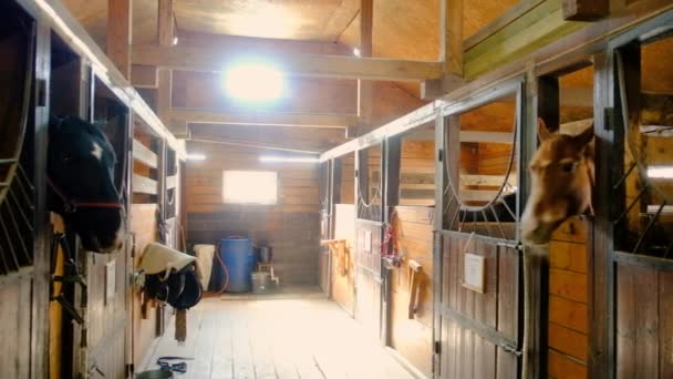 Brązowe konie stoją w stodole i patrzą na siebie. Zbliżenie głowy — Wideo stockowe