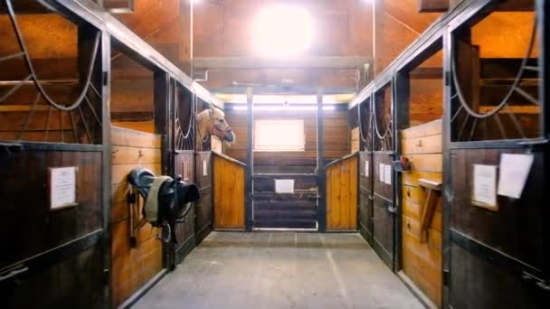Dentro del establo de una granja de caballos con caballos sobresaliendo de sus cabezas — Vídeo de stock