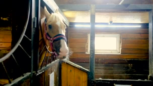 Uvnitř stáje koňské farmy s koňmi vyčnívajícími z hlavy — Stock video