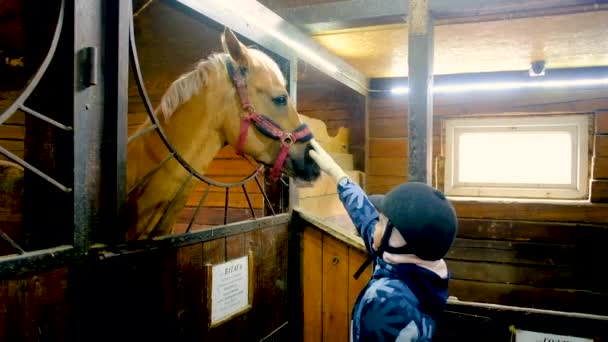 Κορίτσι αναβάτης ταΐζει ένα άλογο στο στάβλο. Προετοιμασία μιας φοράδας για έναν αγώνα. — Αρχείο Βίντεο