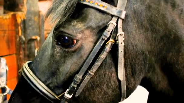 Gros plan d'une tête de cheval dans une écurie. les yeux de l'animal — Video