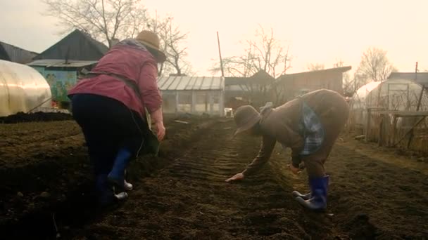 Twee vrouwelijke boeren van 35 en 60 jaar zaaien zaden in de tuin van het land. Lente veldwerk. Biologische, gezonde producten verbouwen. — Stockvideo