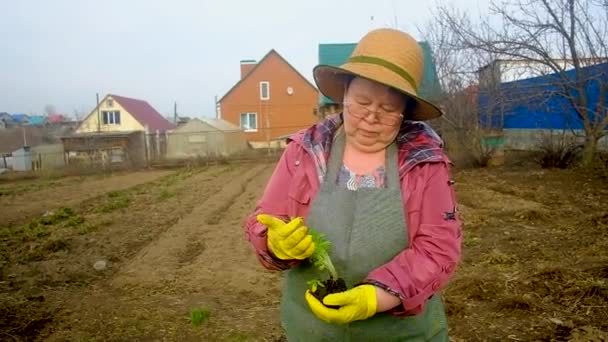 나이가 많은 농부가 어린 푸른 식물을 손으로 잡고 있습니다. 60 세 여성 농부가 녹색 묘목 과 정원가꾸기 개념을 가지고 있습니다. 보조 생활, 유기 농업, 농업 — 비디오