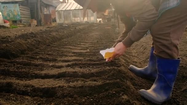 Eine 35-jährige Frau mit Hut pflanzt Samen auf ein Gartenbeet. Frühjahrsgartenarbeit. Gesundes Gemüse anbauen — Stockvideo
