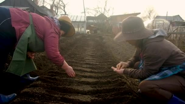 Två kvinnliga bönder 35 och 60 år gamla sår frön i trädgården i landet. Vårfältarbete. Ekologiska och hälsosamma produkter. — Stockvideo