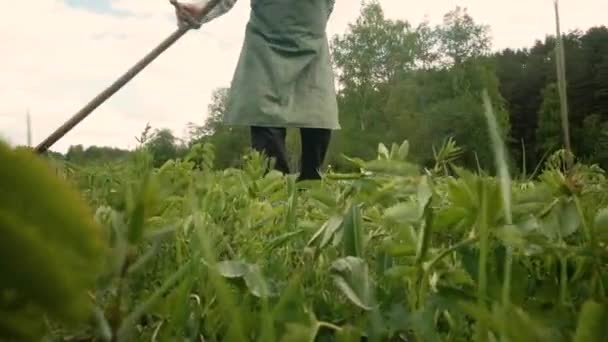 Sterke man 60-65 jaar oud met een zeis maait groen gras op het veld. — Stockvideo