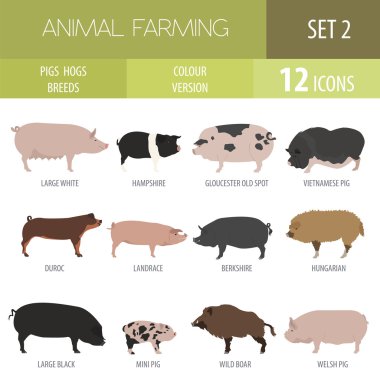 Pigs, hogs breed icon set. Flat design clipart