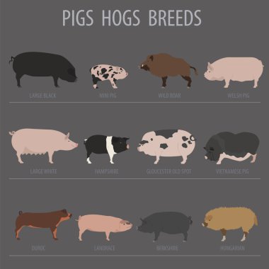 Pigs, hogs breed icon set. Flat design clipart