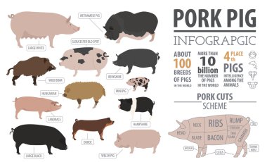 Domuz, domuz Infographic şablon doğurmak. Düz tasarım
