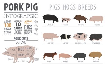 Pigs, hogs  breed infographic template. Flat design clipart