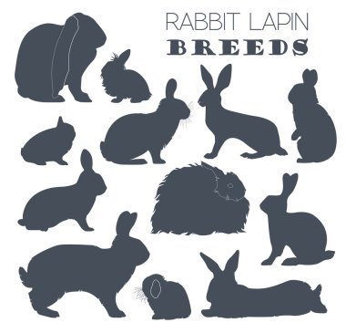 Tavşan, lapin doğurmak Icon set. Düz tasarım