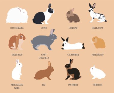 Tavşan, lapin doğurmak Icon set. Düz tasarım