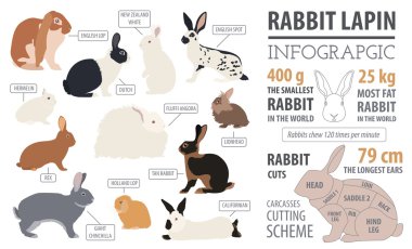 Tavşan, lapin doğurmak Infographic şablonu. Düz tasarım