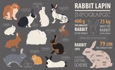 Tavşan, lapin doğurmak Infographic şablonu. Düz tasarım