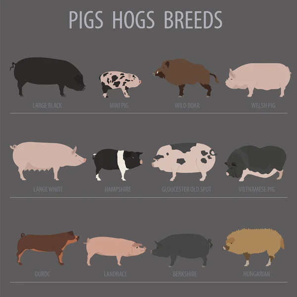 Pigs, hogs breed icon set. Flat design — Stock Vector