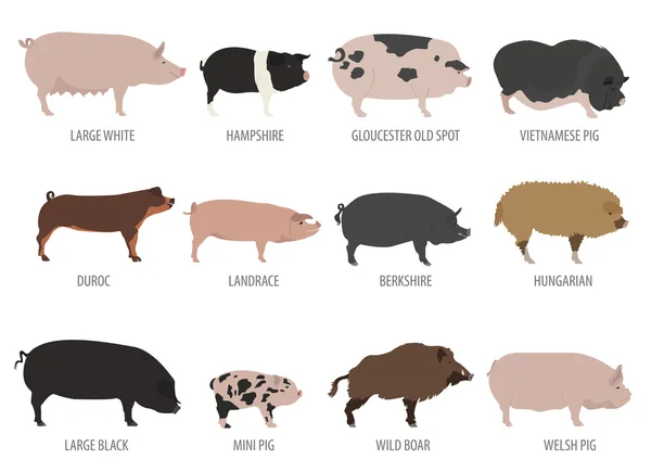 돼지, 돼지 사육 아이콘 세트. 평면 디자인 — 스톡 벡터