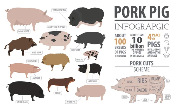 Pigs, hogs  breed infographic template. Flat design — Stock Vector