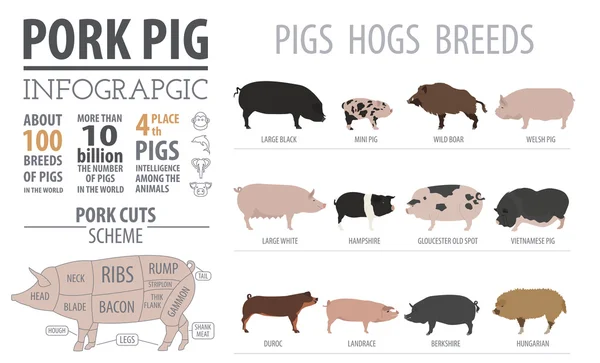 Świń, świnie rasy infografikę szablonu. Płaska konstrukcja — Wektor stockowy