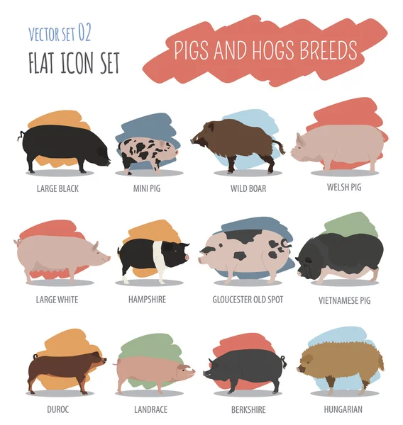 Pigs, hogs breed icon set. Flat design — Stock Vector