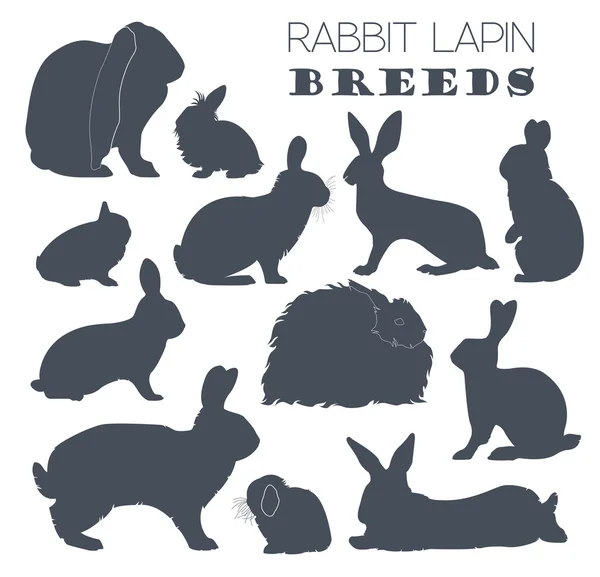 Lapin, ensemble d'icônes de race lapin. Conception plate — Image vectorielle