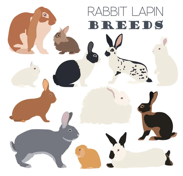 Conejo, conjunto de iconos de raza lapin. Diseño plano — Archivo Imágenes Vectoriales