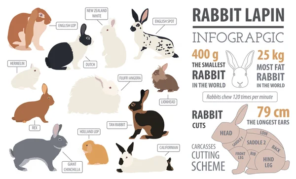 Coniglio, lapin razza modello infografico. Design piatto — Vettoriale Stock