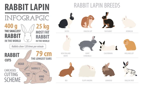 토끼, 토끼 품종 infographic 서식 파일입니다. 평면 디자인 — 스톡 벡터