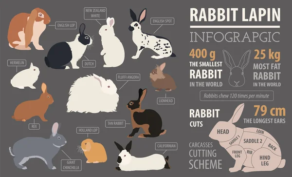 Rabbit, lapin breed infographic template. Flat design — Stock Vector
