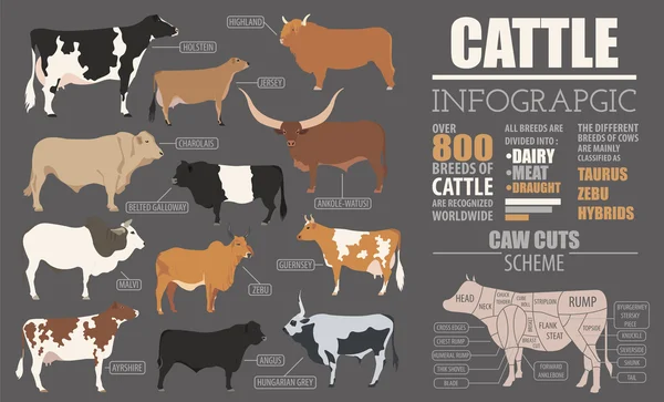 Modèle infographique d'élevage bovin. Conception plate — Image vectorielle