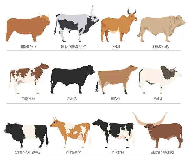 Elevage de bovins. Vache, taureaux race icône ensemble. Conception plate — Image vectorielle
