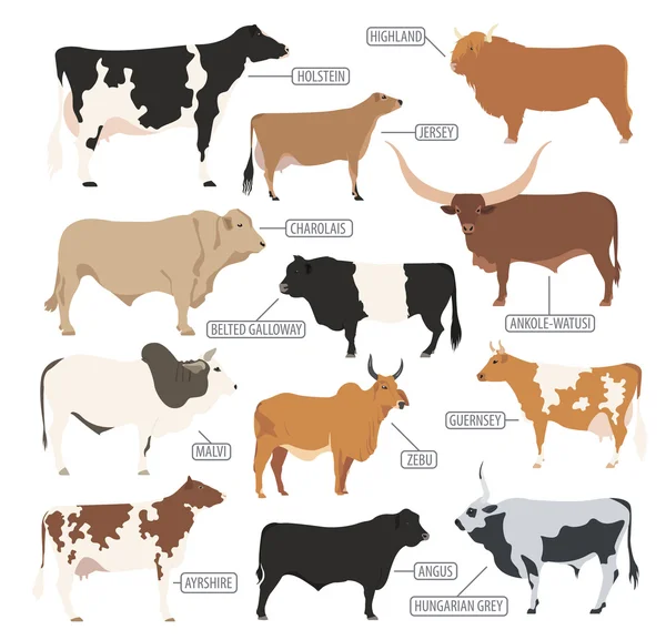 Hodowla bydła. Krowy, byki rasy zestaw ikon. Płaska konstrukcja — Wektor stockowy