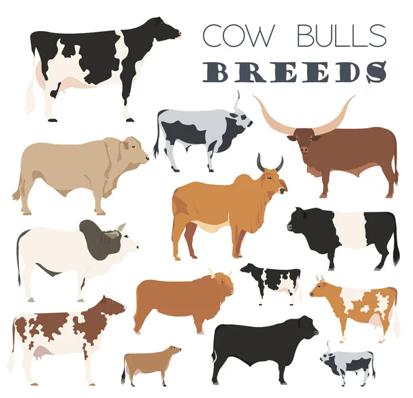Criação de gado. Vaca, touros criam ícones. Projeto plano —  Vetores de Stock