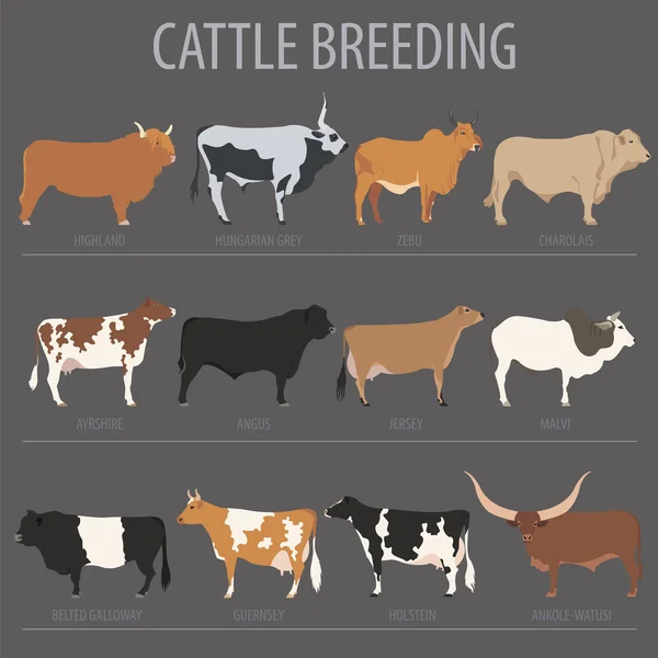 Cattle breeding. Cow, bulls breed icon set. Flat design — Stock vektor