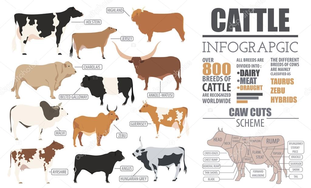 Cattle breeding infographic template. Flat design
