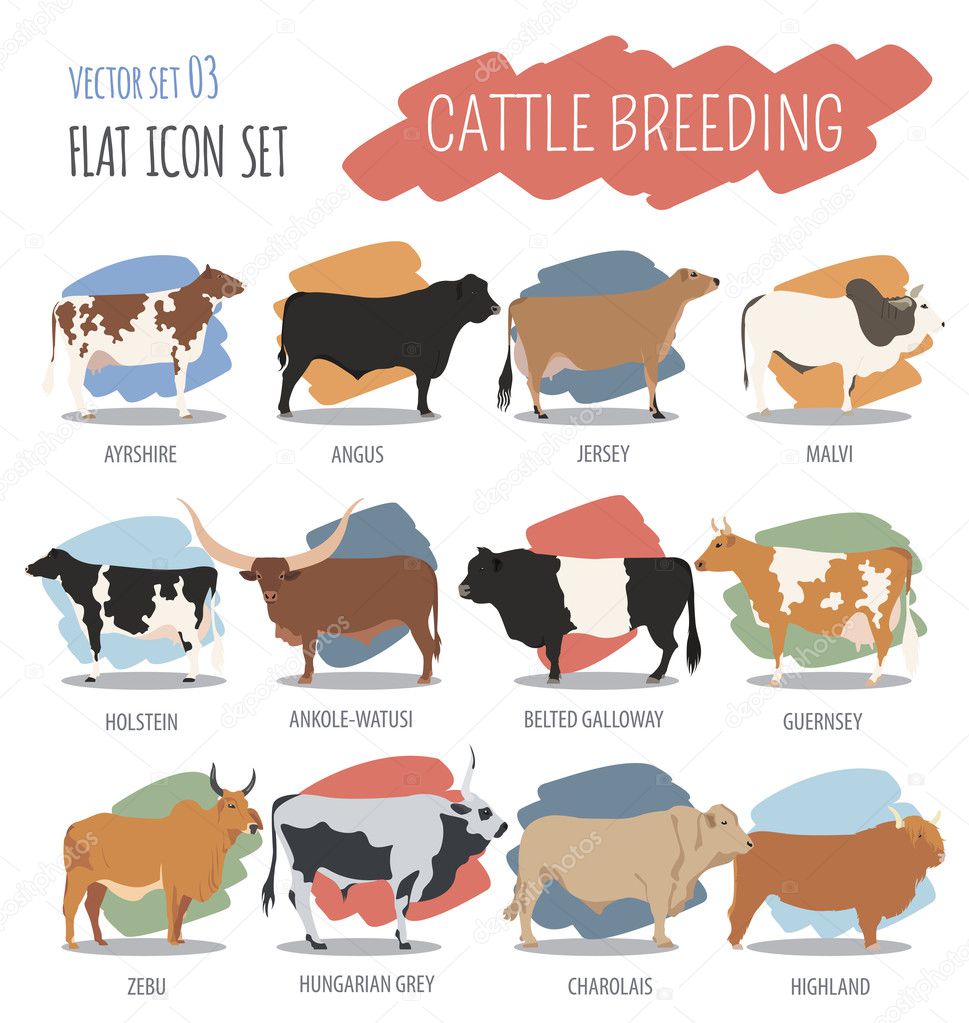 Cattle breeding. Cow, bulls breed icon set. Flat design