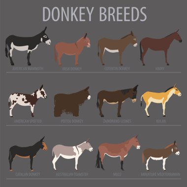 Eşek doğurmak Icon set. Hayvan tarım. Düz tasarım