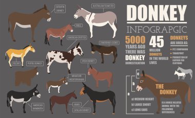 Eşek doğurmak Infographic şablonu. Hayvan tarım. Düz tasarım