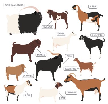 Keçi ırkları Icon set. Hayvan tarım. Düz tasarım