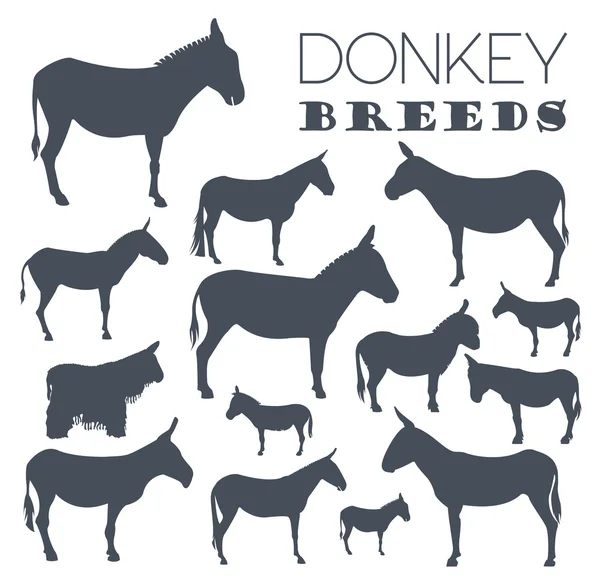 Donkey breeds icon set. Animal farming. Flat design — ストックベクタ