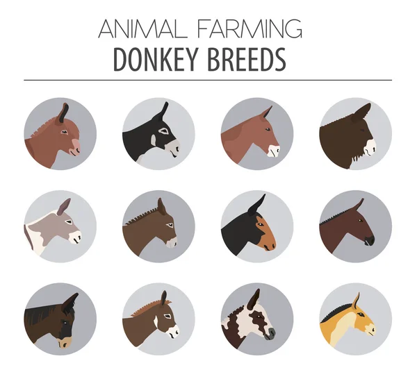 Donkey breeds icon set. Animal farming. Flat design — Stock Vector