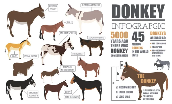 Donkey breeds infographic template. Animal farming. Flat design — Stock vektor