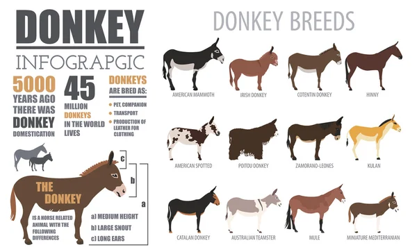 Donkey breeds infographic template. Animal farming. Flat design — Stock Vector