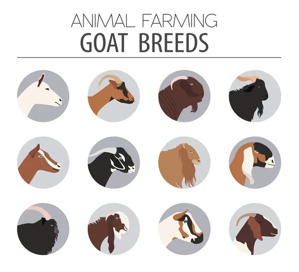 山羊品种图标集。饲养动物。平面设计 — 图库矢量图片