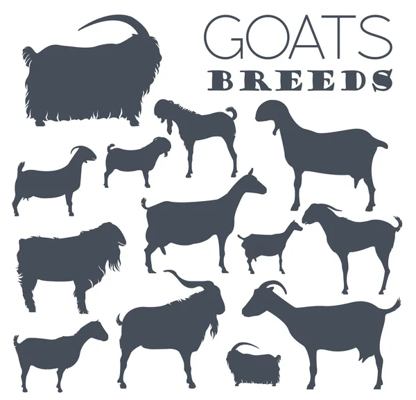 Goat breeds icon set. Animal farming. Flat design — Stock Vector