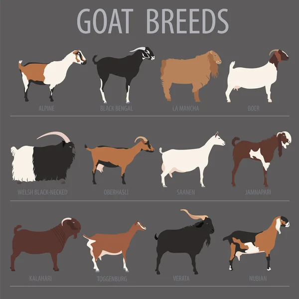 Goat breeds icon set. Animal farming. Flat design — Stock Vector